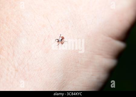 Tique (Icodes ricinus) rampant sur la main humaine Banque D'Images