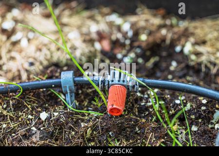 Vue rapprochée du tuyau d'irrigation goutte à goutte avec émetteur réglable placé sur le sol humide dans le lit de jardin. Suède. Banque D'Images