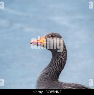 Une vue latérale profil tête et cou d'une oie sur fond d'eau bleue. Banque D'Images