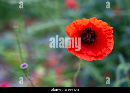 Une fleur de pavot rouge éclatante se distingue dans un jardin luxuriant, attirant une abeille qui recueille le nectar. La scène capture la beauté de la nature pendant le sprin Banque D'Images