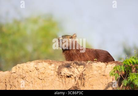 Gros plan d'un Capybara debout sur une rive d'une rivière au Pantanal, Brésil Banque D'Images