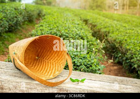 Plateau picker sac sur table en bois avec des feuilles fraîches sur les buissons dans les plantations de thé. Banque D'Images
