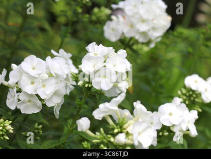 Un gros plan d'un Phlox paniculata blanc Banque D'Images