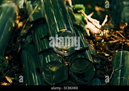 Pile jetée de tubes de verre sales et transparents se trouvant dans un cadre forestier parmi les feuilles tombées et les brindilles Banque D'Images