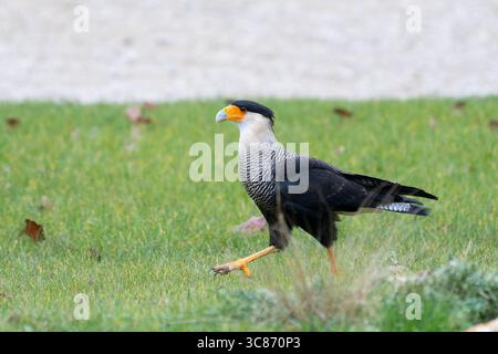 Caracara à crête (Caracara plancus), rapace tropicale d'Amérique du Sud, marchant sur l'herbe lors d'une manifestation de fauconnerie à l'espace Rambouillet. Banque D'Images