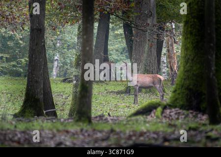 Cervidés rouges (Cervus elaphus) en forêt, cervidés européens observés dans un habitat boisé. Banque D'Images