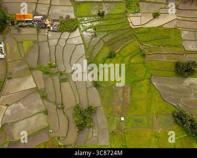 Vue aérienne de rizières vibrantes reflétant la lumière douce du ciel, contrastant avec des champs verdoyants, No.101 Jalan Raya Bunutan, Ubud, Kabupaten Gianyar, Indonésie. Banque D'Images