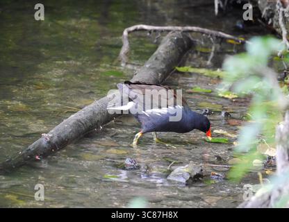 Un Moorhen commun (Gallinula chloropus) patère gracieusement dans une zone humide tranquille du Hampshire, en Angleterre Banque D'Images
