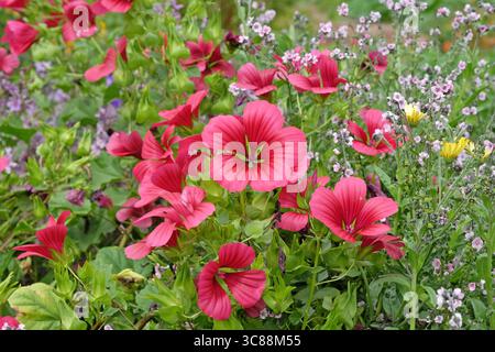 Malope trifida, moût de mauve fleuri, « Vulcan » en fleur. Banque D'Images