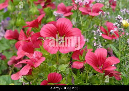 Malope trifida, moût de mauve fleuri, « Vulcan » en fleur. Banque D'Images