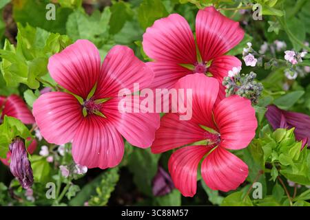 Malope trifida, moût de mauve fleuri, « Vulcan » en fleur. Banque D'Images
