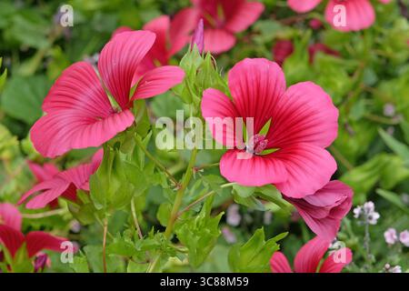 Malope trifida, moût de mauve fleuri, « Vulcan » en fleur. Banque D'Images
