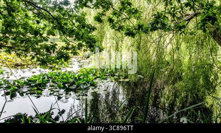 Étang ombragé avec nénuphars flottants, branches de saule en surplomb et canopée feuillue. L'eau calme reflète le feuillage estival dans un cadre naturel paisible. Banque D'Images