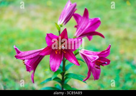Belles fleurs de lis violettes fleuries d'été dans le jardin Banque D'Images