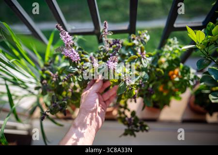 Gros plan de la main de l'homme touchant les feuilles de la plante de basilic thaïlandais en fleurs dans le pot sur le balcon, vue de dessus. Banque D'Images