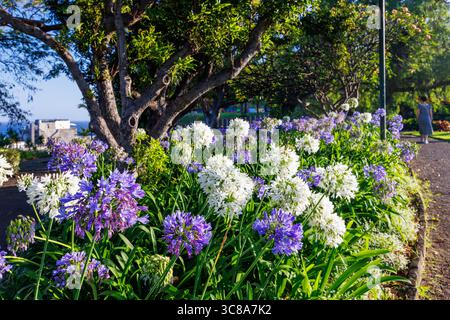Magnifiques fleurs luxuriantes d'Agapanthus africanus le long du trottoir dans le parc de la ville de Funchal, Portugal. Photo de haute qualité Banque D'Images