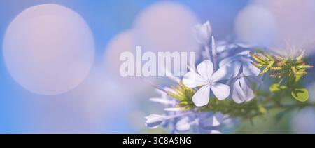 Soft Focus sur une seule fleur de plumbago bleue avec bokeh léger et espace de copie en arrière-plan. Banque D'Images