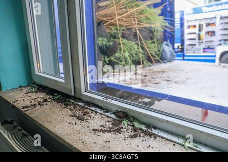 Große professionelle cannabis plantage in Solinger Mehrfamilienhaus entdeckt am Montag erlangte die Polizei in Solingen Hinweise auf eine cannabis-plantage in einem Mehrfamilienhaus an der Fürkerfeldstraße in Solingen-Merscheid. ALS die eingesetzten Polizeibeamte mit den Streifenwagen anrückten und das Gebäude Betraten lösten die mitgeführten Kohlenmonoxid-Warner aus. Umgehend zogen sich die Beamten zurück und alarmierten die Feuerwehr. Kräfte der Solinger Feuerwehr führten Messungen durch und belüfteten das Gebäude. Anschließend konnte die Polizei das Gebäude betreten und entdeckte 661 erntere Banque D'Images