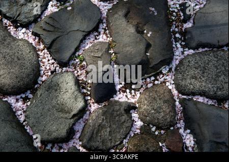 Les pédales de fleurs de cerisier japonais tombées teintent le sol autour d'une passerelle en pierre rose rappelant l'impermanence de la beauté délicate de la nature, le Japon. Banque D'Images
