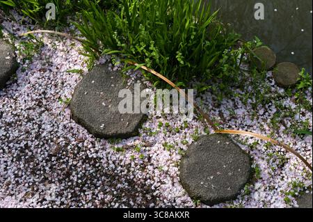 Les pédales de fleurs de cerisier japonais tombées teintent le sol autour d'une passerelle en pierre rose rappelant l'impermanence de la beauté délicate de la nature, le Japon. Banque D'Images