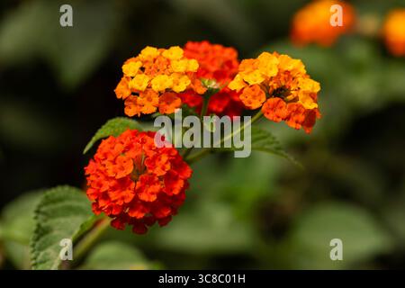 Macro de fleurs lantana vibrantes en rouge, orange et jaune, image florale lumineuse parfaite pour le jardin, la nature ou les thèmes colorés du printemps et de l'été. Banque D'Images