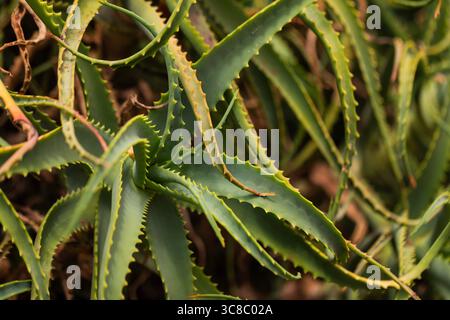 Photo macro d'une plante d'aloe vera avec des feuilles vertes texturées et épaisses, image parfaite de la nature pour les soins de la peau biologiques, le bien-être ou les remèdes à base de plantes. Banque D'Images