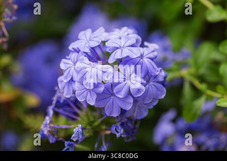 Photo macro de fleurs bleues de plumbago en fleurs, gros plan floral éclatant idéal pour les photos botaniques, de jardinage et de nature. Banque D'Images