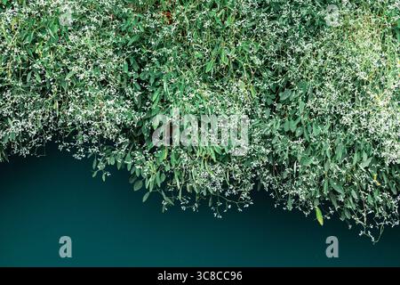 Débordant Euphorbia Diamond Frost fleurs suspendues sur fond vert foncé dans la lumière d'été Banque D'Images