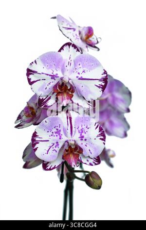 Gros plan de deux fleurs colorées violettes et blanches de l'orchidée 'Phalaenopsis Magic Art' sur fond blanc Banque D'Images