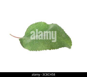 Une feuille d'abricot vert isolée sur blanc Banque D'Images