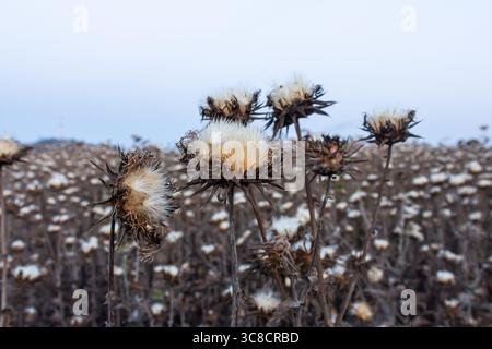 Tête de graines de chardon Marie - nom latin - Silybum marianum. Banque D'Images