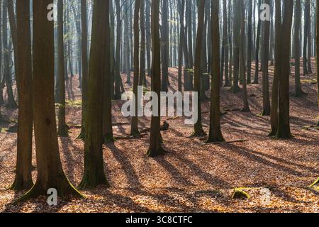 La lumière basse de l'hiver projette de longues ombres de troncs d'arbres sur un chemin de gravier dans le sol d'une forêt de hêtres du parc national de Jasmund, en Allemagne. Banque D'Images