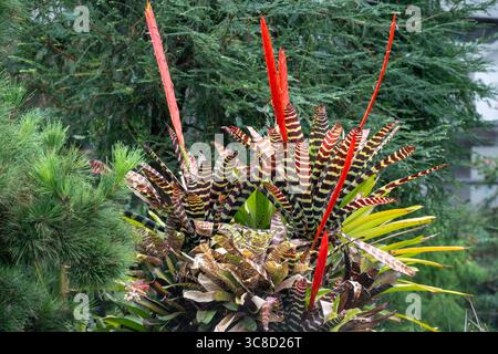 Exposition florale dans Cloud Forest, Gardens on the Bay, Singapour Banque D'Images