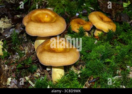 Lactifluus volemus (chapeau de lait pleureur) est un champignon mycorhizien trouvé chez les conifères et les feuillus. Il se rencontre dans les régions tempérées du nord. Banque D'Images