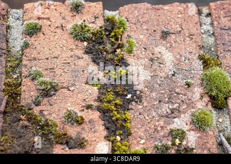 mousse poussant au-dessus d'un mur de briques rouges Banque D'Images