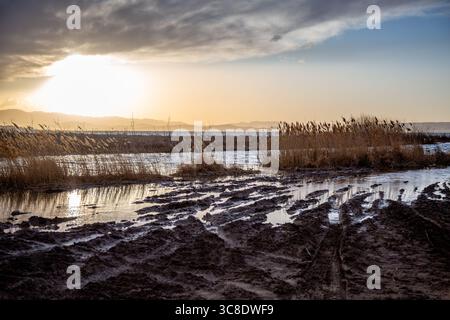 Coucher de soleil sur le rivage boueux et roseaux à Utah Lake, Sandy Beach Banque D'Images