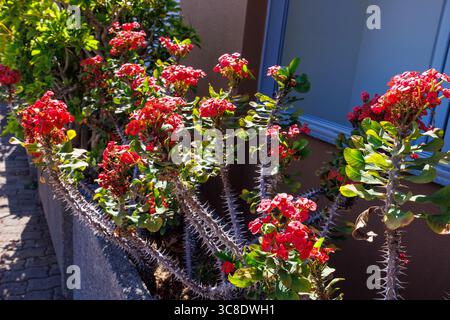 Un beau buisson Euphorbia milii avec de longues tiges épineuses et des fleurs rouges dans un parterre de fleurs. Photo de haute qualité Banque D'Images
