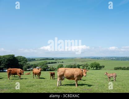 troupeaux de vaches brunes et de veaux sur une colline herbeuse verte dans le sud de cornouailles en angleterre Banque D'Images