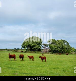 vaches brunes dans la prairie et ancienne ferme sur la lande de bodmin en cornouailles Banque D'Images