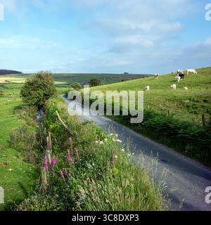 vaches blanches, beiges et noires avec des veaux dans la prairie verte sous le ciel bleu sur la lande de bodmin en cornouailles Banque D'Images