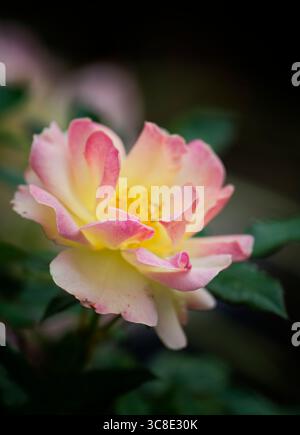 Une belle fleur rose et jaune d'une rose dévalant Banque D'Images