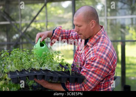 Homme en chemise à carreaux arrosant des plants de tomates en serre, entouré d'une verdure vibrante et d'une lumière naturelle douce Banque D'Images