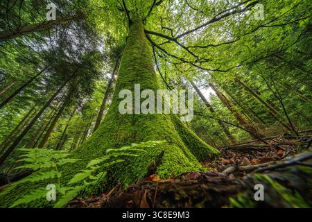 Impressionnant tronc d'arbre couvert de mousse luxuriante dans une forêt dense mixte. Capturé depuis une perspective au niveau du sol en regardant vers le haut dans la canopée verte. Atmosph Banque D'Images