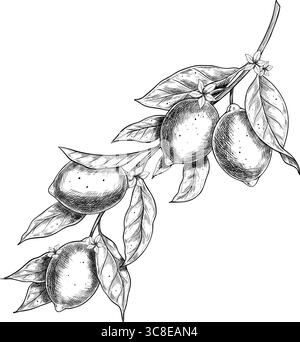 Illustration vectorielle de branche de citron avec des feuilles, des agrumes et des fleurs. Gravure botanique de Limes dessinée à l'encre noire. Gravure pour emballages alimentaires, étiquettes et décoration de produits. Illustration de Vecteur