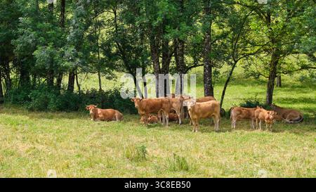 Les vaches françaises brunes sur une pente de colline recherchent un endroit ombragé sous les arbres près du village de Cornac Lot Occitanie dans le sud de la France en été. Banque D'Images
