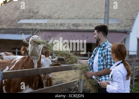 Bel homme nourrissant les vaches avec du foin dans une ferme tandis que la femme vétérinaire regarde avec tablette à la main Banque D'Images