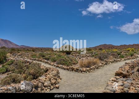 Sentier de randonnée à fourche sec bordé de roches volcaniques et d'arbustes clairsemés sous un ciel bleu clair dans la région du Teide Banque D'Images