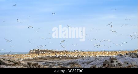 Colonie de gannets du Cap (Morus capensis) reproducteurs par un jour de tempête, île aux oiseaux, baie de Lamberts, Afrique du Sud. Banque D'Images