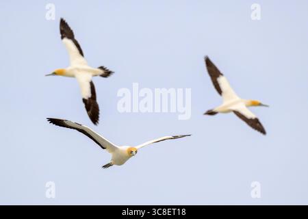 Gannet du Cap (Morus capensis) volant dans le ciel, Bird Island, Lamberts Bay, Afrique du Sud. Banque D'Images