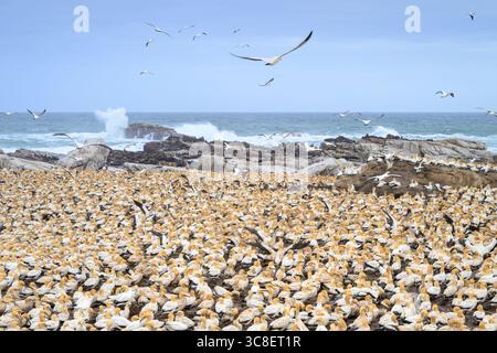 Colonie de gannets du Cap (Morus capensis) reproducteurs un jour orageux après la pluie, île aux oiseaux, baie de Lamberts, Afrique du Sud. Banque D'Images